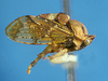 Aetalionidae Spinola, 1850: _Tropidaspis_. (Otu).