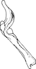 Aedeagus, lateral view on Buhria angusta (Dworakowska, 1976): Aedeagus, lateral view. (Observation).