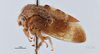 Habitus, lateral view: !! display not done !! on Cyrtolobus fuscipennis Van Duzee, 1908: (Observation).