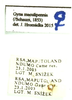 Gyna maculipennis (Schaum, 1853): (Otu).