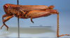 CollectionObject 1513170; 1e273141-d5ad-4d68-8513-ec6a65471033: male, lateral view (holotype). (CollectionObject).