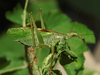 Tettigonia balcanica Chobanov & Lemonnier-Darcemont, 2014: male (Stolovi Mountain, 1200 m, 29.07.2014). (Otu).