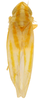 Habitus, dorsal view on Erythridula perita (Beamer, 1935): Habitus (holotype of E. extrema Auten & Johnson, OSU collection). (Observation).