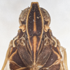 Head on Oecleus productus Metcalf, 1923: (Observation).