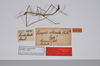 CollectionObject 1562360; 463f0e28-4293-438a-9c9f-c906cc637a38: copyright ZMHB, Berlin. male, dorsal view of synonym Xeropsis sicca (syntype). (CollectionObject).;CollectionObject 1562361; 41094e48-deb4-4549-bb32-9bfe1b7785cf: copyright ZMHB, Berlin. male, dorsal view of synonym Xeropsis sicca (syntype). (CollectionObject).