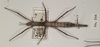 CollectionObject 1560692; 5e9dcdef-0a1d-4b44-afb2-d83916b4a61c: copyright UMO. female (holotype). (CollectionObject).
