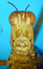 CollectionObject 1521431; c7dc944f-2325-4a41-a915-0490ae0678e7: frons (paralectotype). (CollectionObject).