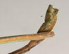 CollectionObject 1560356; NMW 1130, 1d65ab04-e7b5-417a-bcae-c6eefdff7740: copyright NMW, Vienna. male: end of abdomen, lateral view (holotype). (CollectionObject).