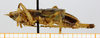 CollectionObject 1597498; 2c29c080-a1e0-4145-9526-e282bae97709: male, lateral view. (CollectionObject).