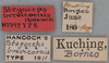 CollectionObject 1523083; 33dc5c83-29c2-4eb5-944b-cce8559b62e3: labels (holotype). (CollectionObject).