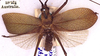 CollectionObject 1517014; 48d420f4-0ae1-422c-a107-ebfd5a2ed909: male, dorsal view (syntype). (CollectionObject).