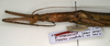 CollectionObject 1559565; NMW 1053, 88677673-e8a5-497e-921b-9793e64f7ff7: copyright NMW, Vienna. female: head and thorax, lateral view of Cercophylla sphalera (holotype). (CollectionObject).