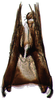 Pygofer ventral appendages, ventral view on Falcitettix (Falcitettix) guttiger (Kusnezov, 1929): Pygofer ventral appendages, ventral view (M. minor Vilbaste, 1965). (Observation).