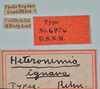 CollectionObject 1559010; b1b7af32-929c-4341-b187-0c427688e1ac: copyright USNM, Washington. (CollectionObject).;CollectionObject 1559011; 4b79db5f-56ee-41d9-945c-417a68134647: copyright USNM, Washington. (CollectionObject).