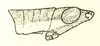 Mitricephala milleri Ramme, 1941: Fig. 2 B. male head and pronotum from side. (Otu).