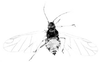 Habitus, dorsal view.: Body of A. fabae. (Observation).