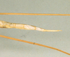 CollectionObject 1560909; 01632223-ea05-45f9-9d65-fc653ff1f64d: copyright NHRS, Stockholm. female: end of abdomen, lateral view (holotype). (CollectionObject).