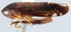 Habitus, lateral view: Mimotettix alboguttulatus, lateral habitus (INHS). (Observation).