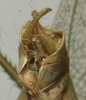CollectionObject 1535184; e535f063-f051-4db8-8c7c-18303590c3ba: male cerci (syntype). (CollectionObject).