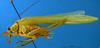 male, lateral view (paratype). Depicts CollectionObject 1571947; f73ffe99-5211-4a55-98b7-1e7cebad05cb, a CollectionObject.