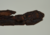 CollectionObject 1561461; 1d77f75d-7c03-42e0-8087-c393aa10e6dc: copyright USNM, Washington. (CollectionObject).
