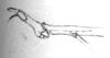 Anchotatus peruvianus Brunner von Wattenwyl, 1890: Pl. 5, Fig. 8 B. male head and pronotum, lateral view. (Otu).