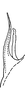 Pygofer, dorsal view: Pygofer, dorsal view. (Observation).