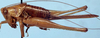 Odontoxiphidium apterum Morse, 1901: female, lateral view (paratype). (Otu).