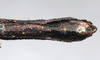 CollectionObject 1581332; 7c2deb88-1d1e-4469-b21a-2602c7ee2e92: copyright ZRC Singapore. female, ventral view (holotype), copyright ZRC Singapore. (CollectionObject).