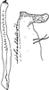 Stylus: !! display not done !! on Ledra aurita (Linnaeus, 1758): Stylus. (Observation).
