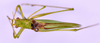 CollectionObject 1544492; UNCB ICN-MHN ORT 00888, 35302660-300a-4e71-97cc-a66843874a47: male, body dorsal view. (CollectionObject).