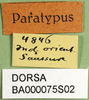 CollectionObject 1502122; 1db91715-960a-4364-aa77-7ae60ee46430: labels (paralectotype). (CollectionObject).
