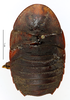 CollectionObject 1587289; MNHN(SF IMPORT DUPLICATE) MNHN-EP-EP1247, c972f412-c204-40bd-8bce-85f85169f25c: CC BY-NC-ND 4.0/MNHN - Depraetere Marion - 2014. Holotype, female, of minima Grandcolas, 1992. Specimen number: MNHN-EP-EP1247. http://coldb.mnhn.fr/catalognumber/mnhn/ep/ep1247. (CollectionObject).