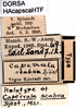 CollectionObject 1507084; d503f94b-37ee-4a0a-ba57-9271dfb19745: labels (holotype). (CollectionObject).