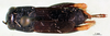 CollectionObject 1501914; feed8784-164a-4bbd-890d-9042522316fc: female, dorsal view. (CollectionObject).
