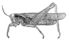 Trichocatantops villosus (Karsch, 1893): Fig. 6. male of Catantops tukuyuensis (pronotum 4 mm, tegmina 16 mm, hind femora 11.5 mm). (Otu).