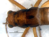CollectionObject 1527813; b26a1499-e5e4-42e1-9515-8e7742e917e0: male, head and thorax, dorsal view (holotype). (CollectionObject).