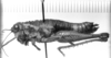 CollectionObject 1521357; 34909319-6304-49ed-87ca-5f6c9dbb7bd9: Image, Carbonell, C.S. at the British Museum, 1970. female, lateral view (holotype or syntype of Ommatolampis peruviana). (CollectionObject).