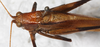 CollectionObject 1566595; NMW 8357, 4cc439f5-f56c-45f9-9d8d-7aa921afc3b0: male, dorsal view. (CollectionObject).