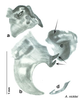 CollectionObject 1569224; 67139dc2-f11d-468f-a2f0-e942bd3fdd5f: Original drawing by Heidi Hopkins © Heidi Hopkins. Holotype, adult male, genitalia, ventral view. (CollectionObject).