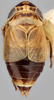 Habitus, dorsal view: !! display not done !! on Bobacella ornata Emeljanov, 1962 now Bobacella corvina (Horváth, 1903): holotype. (Observation).