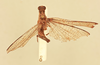 CollectionObject 1518120; ae8101cc-2c43-49cb-bdf7-0846774020ea, NHMUK015982281: dorsal view (holotype). (CollectionObject).