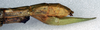 CollectionObject 1559211; ae501d07-96a7-456b-bacb-b49802e42099: copyright NMW. female: end of abdomen, lateral view (syntype). (CollectionObject).;CollectionObject 1559212; 1e771717-c82a-417a-b44d-02dc1860b27c: copyright NMW. female: end of abdomen, lateral view (syntype). (CollectionObject).