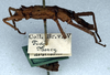 CollectionObject 1561536; NMW 39, eb530dd8-0dc6-47b9-967e-86b2d62f0144: copyright NMW. female, lateral view (syntype). (CollectionObject).
