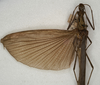 CollectionObject 1562271; b8001edb-1e61-4065-b09a-b34691e83f0c: copyright NMW, Vienna. female: head, thorax and wings, dorsal view Calvisia atrosignata (paralectotype). (CollectionObject).;CollectionObject 1562272; fd49dc00-027e-4747-be0d-313070e71be7: copyright NMW, Vienna. female: head, thorax and wings, dorsal view Calvisia atrosignata (paralectotype). (CollectionObject).