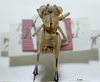 CollectionObject 1536183; 0a2b45b1-5ea4-4dab-8f86-aa5102120cb5: male, dorsal view (holotype). (CollectionObject).