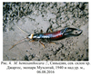 Mesasiobia hemixanthocara Semenov, 1908: Fig. 4. Mesasiobia hemixanthocara male, Xinjiang, Northern slopes of Dzharges Ridge, ecological park Mukhsitay (50 km South to Urumqi), elevation 1940 m, 06.08.2016. (Otu).