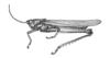 Coryacris angustipennis (Bruner, 1900): Fig. 1 (after type). male habitus (Coryacris diversipes). (Otu).