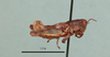 Pezotettix cypria Dirsh, 1949: male, lateral view (holotype). (Otu).