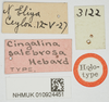CollectionObject 1517885; 3968b1bc-e441-4ab2-9b4f-a7ebb6bd419d, NHMUK10924451: male, labels (holotype). (CollectionObject).